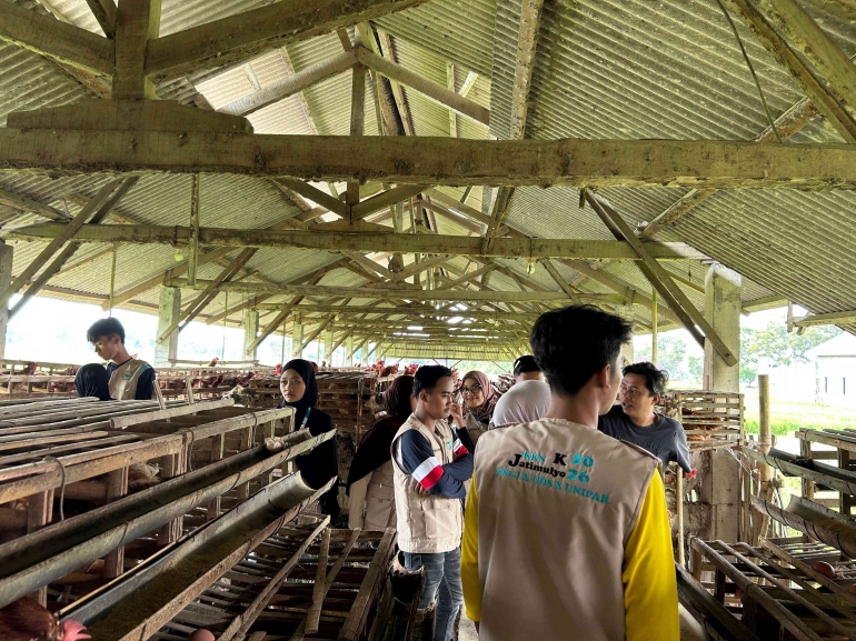 menggali-potensi-peternakan-ayam-petelur-di-desa-jatimulyo-langkah-mahasiswa-kkn-kolaboratif-desa-cinta-mengenal-ekonomi-lokal-20260806