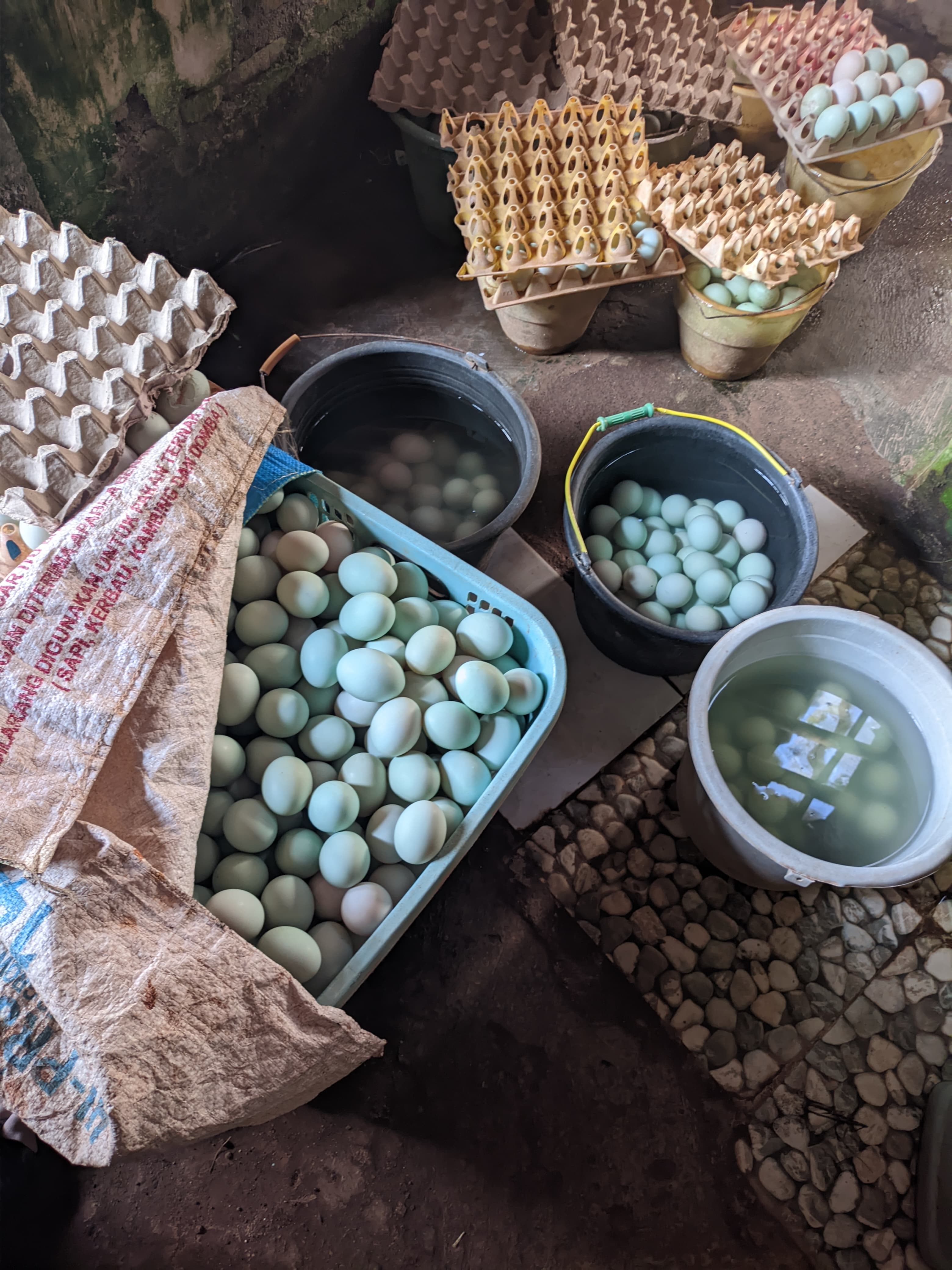 telur-asin