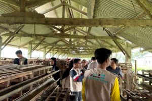 menggali-potensi-peternakan-ayam-petelur-di-desa-jatimulyo-langkah-mahasiswa-kkn-kolaboratif-desa-cinta-mengenal-ekonomi-lokal-20260806